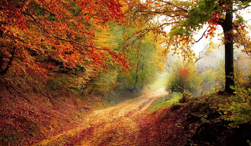 Road in Autumn